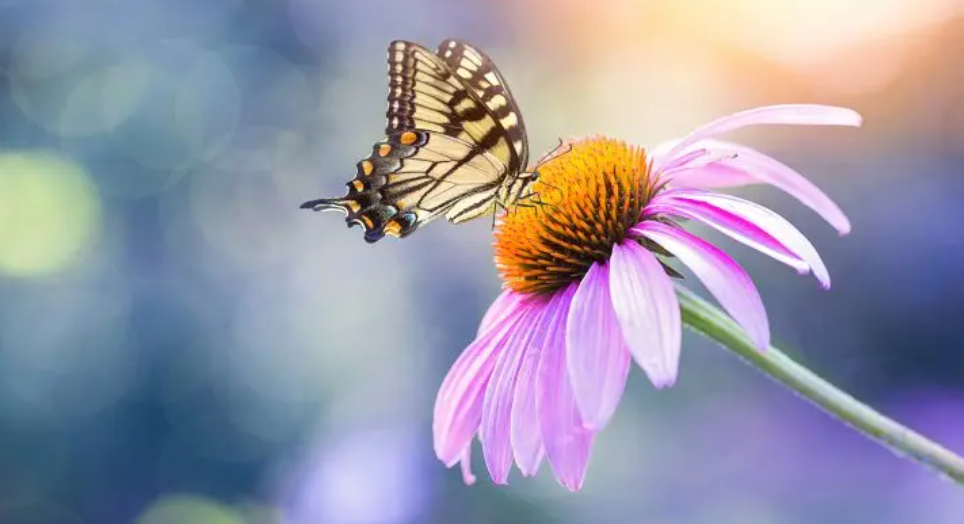 What is magnification