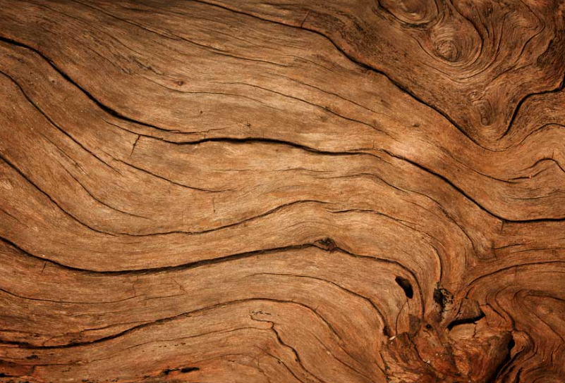 Tree natural textures outdoors