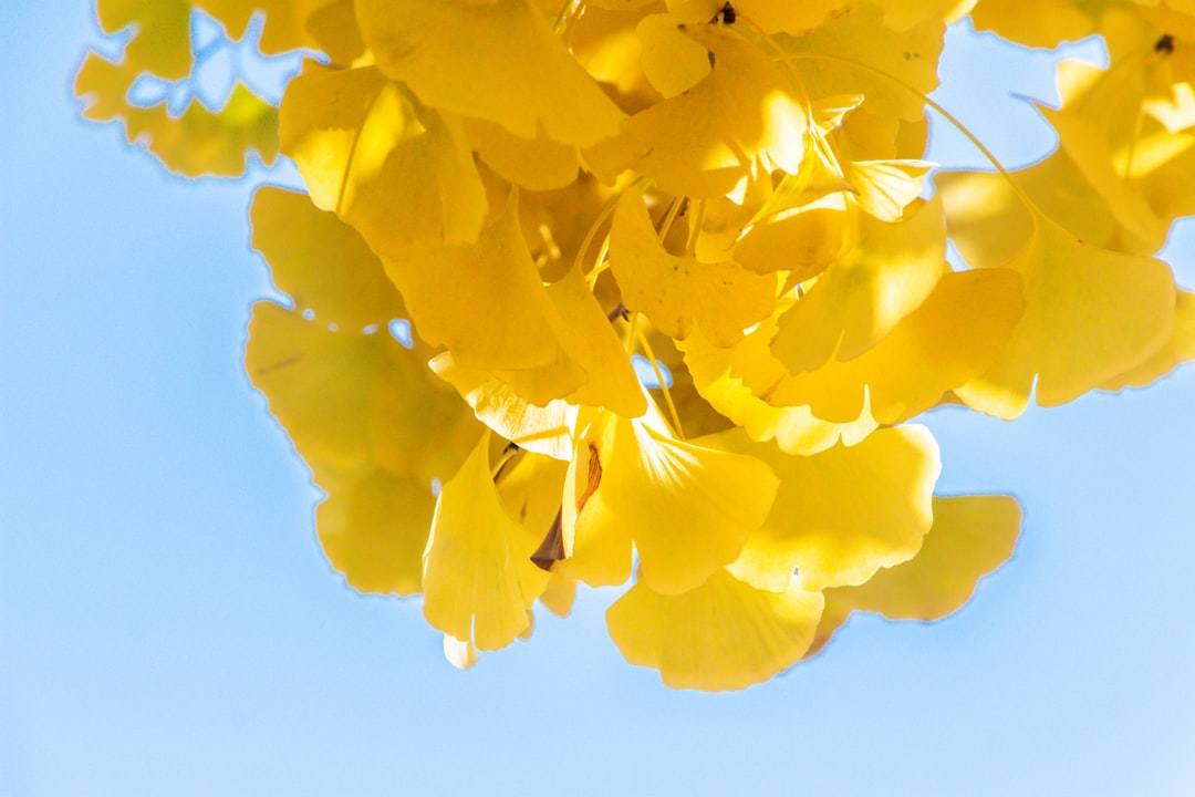 A close-up shot of a bright yellow sunflower against a clear blue sky, representing positivity and simplicity.