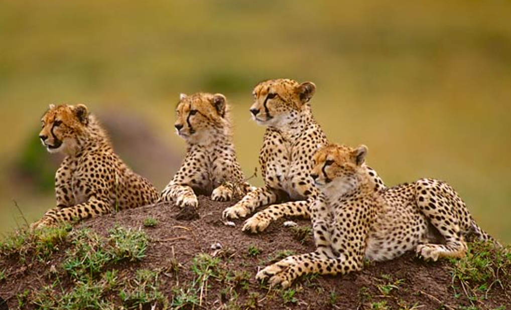 Mirror telephoto lenses (Reflex lenses)