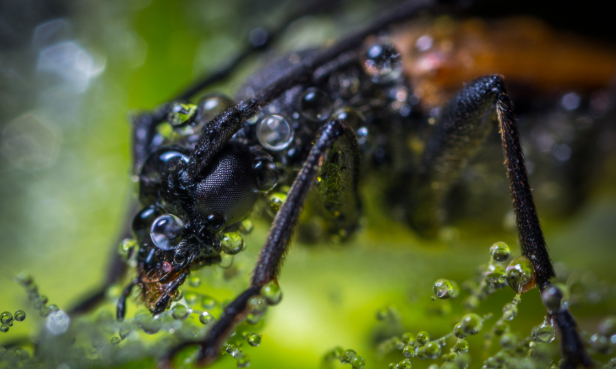Macro photography with soft background blur