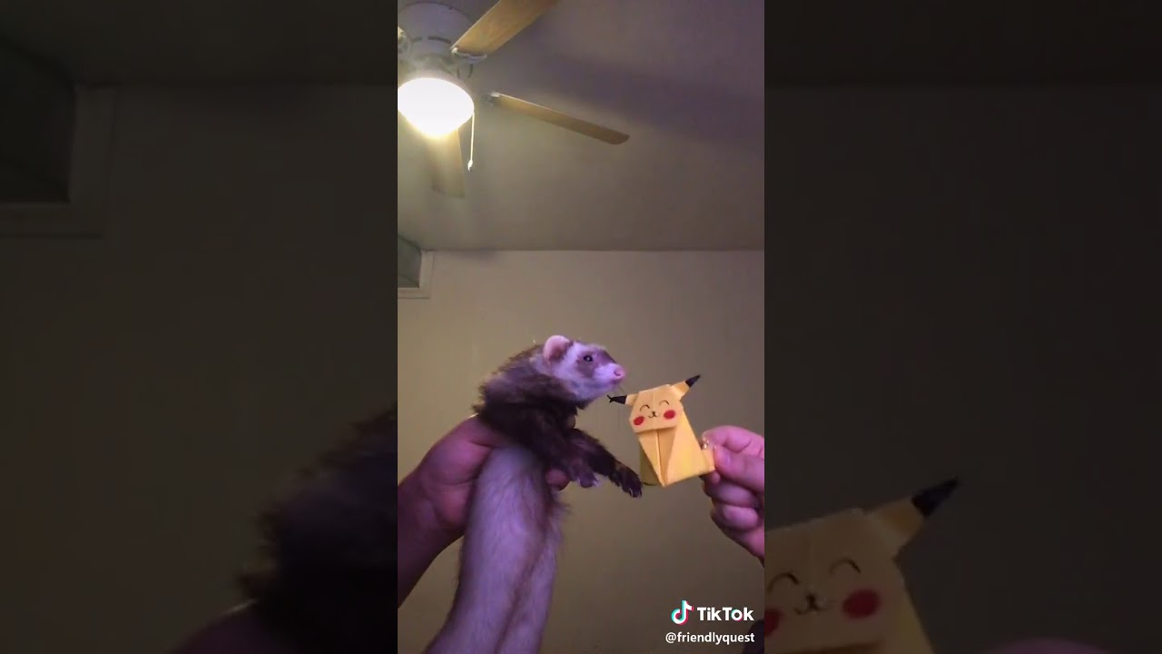 Buttercup - the known music video meme