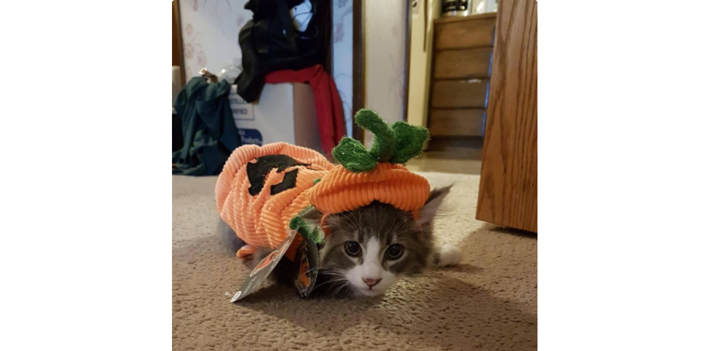 Cat in royal Halloween costume