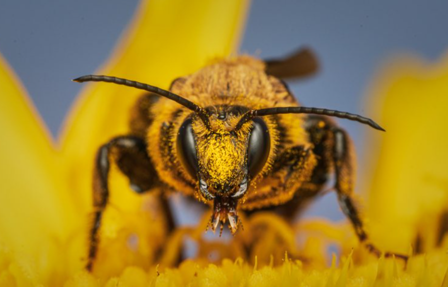 150mm–200mm Macro Lenses