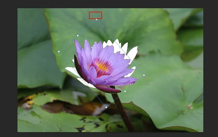 Rotate the selected image portion in Photoshop