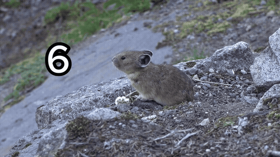 Accelerated native export showing 6 through 1 changing about twice per second over a pika, followed by zero on black.