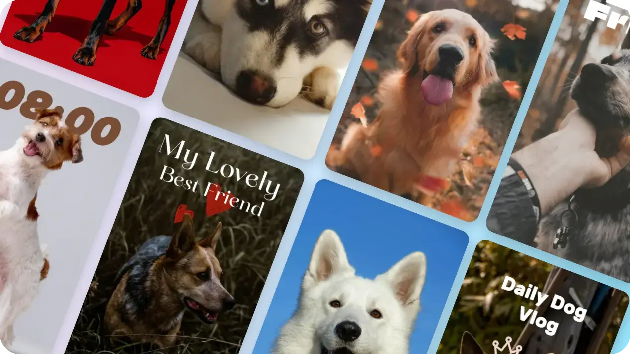 dog poster