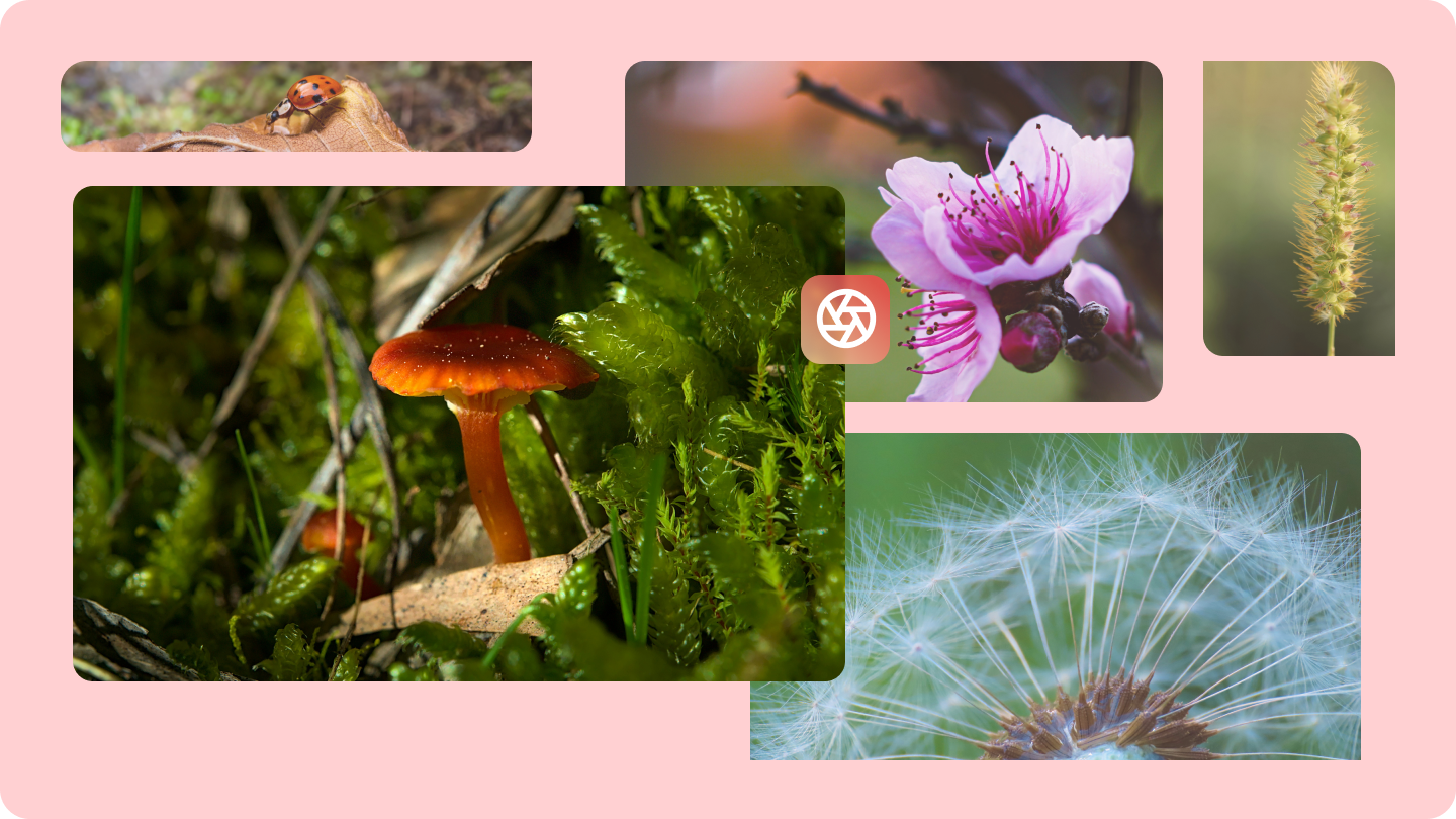 macro lens photography