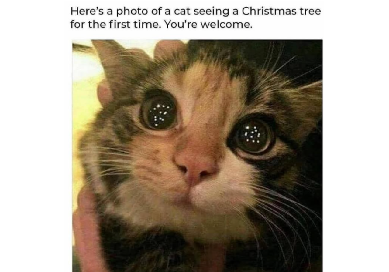 Cat Christmas meme first encounter