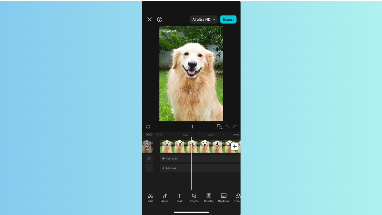 Golden retrieval ulusal köpek günü mesajı
