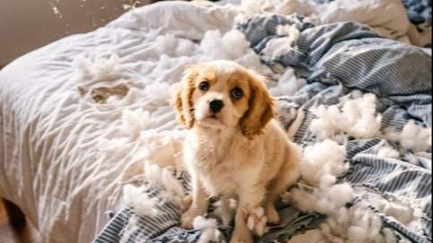 Small dog sitting on a torn, fluffy bed with stuffing scattered across the sheets