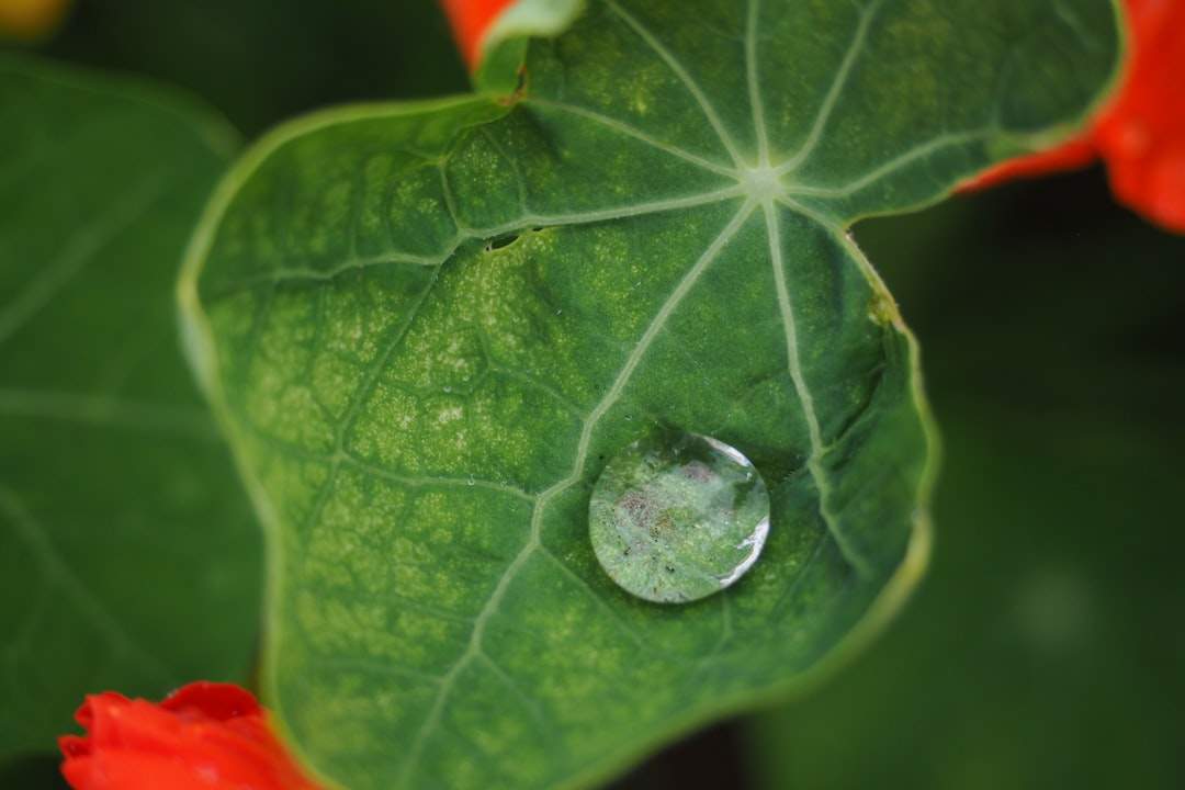 Primer plano de una sola gota de rocío sobre una hoja verde vibrante, resaltando los pequeños detalles de la naturaleza.