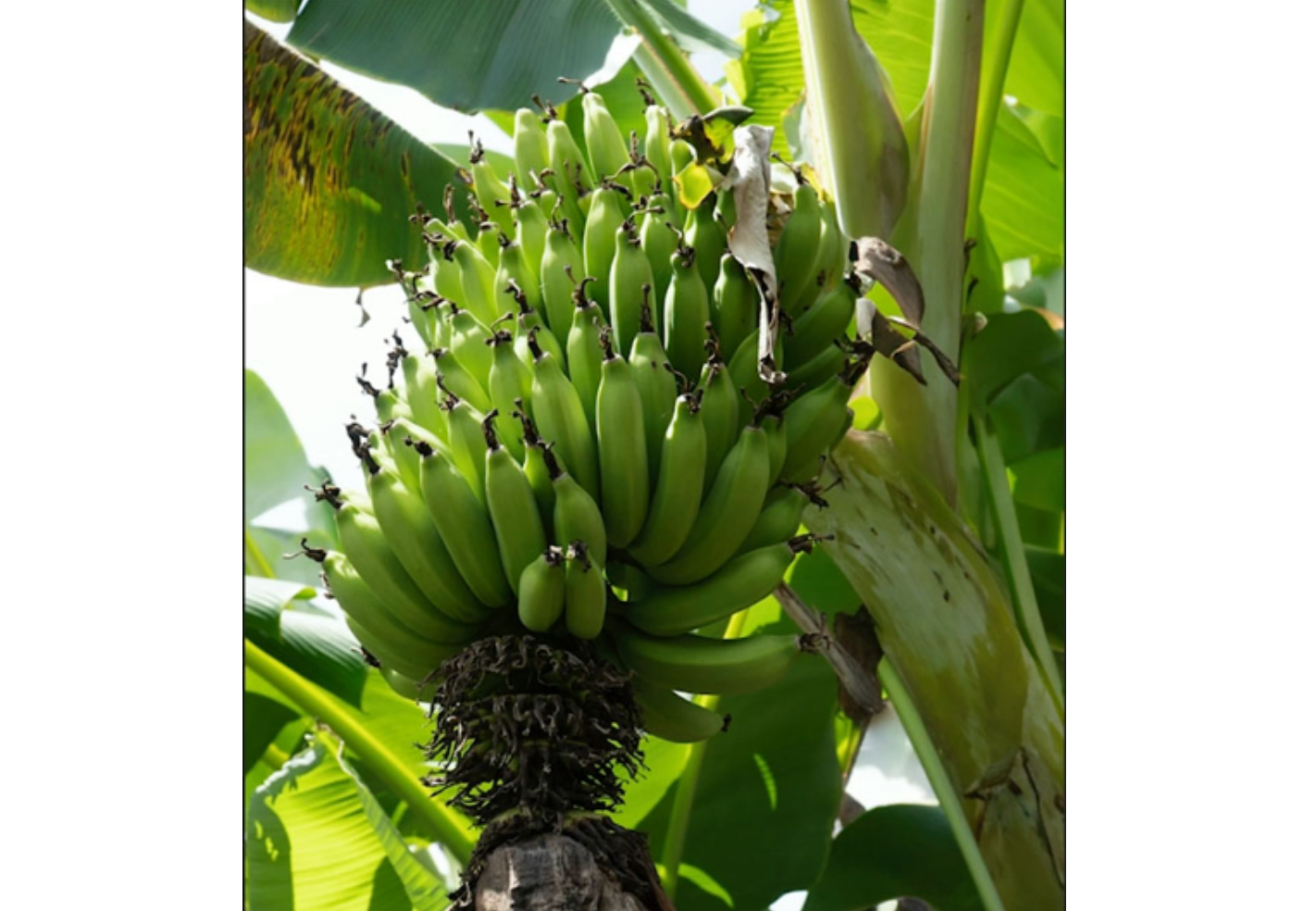 Using the Adobe Firefly generative fill tool