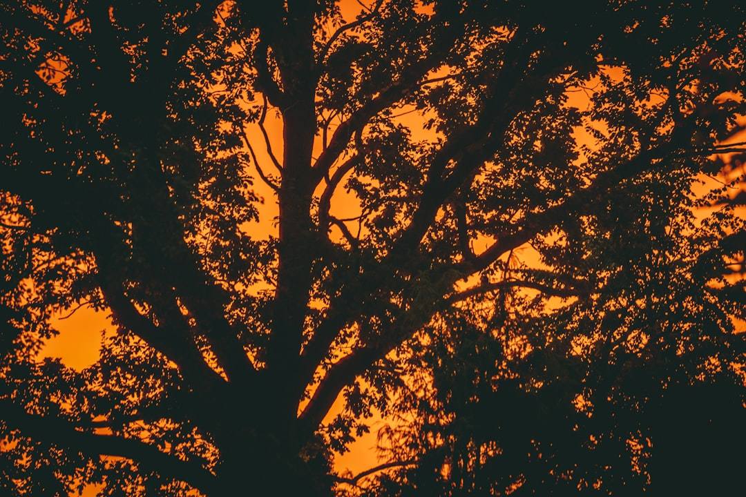 The silhouette of a lone tree against a fiery sunset sky.