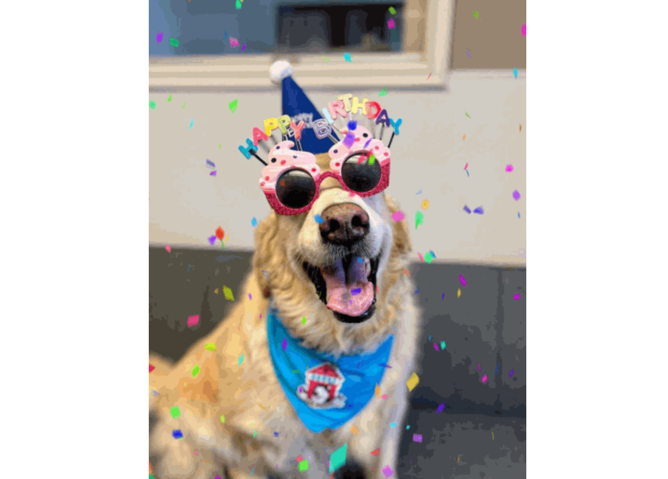 Funny birthday GIF of dog in party hat
