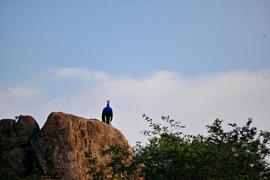 A person standing on top of a mountain, looking out at a vast and inspiring landscape, symbolizing achievement and success.