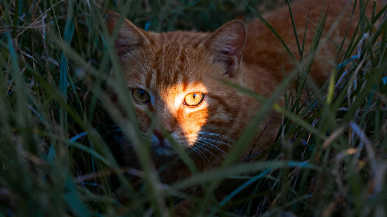 A cat half-hidden in tall grass