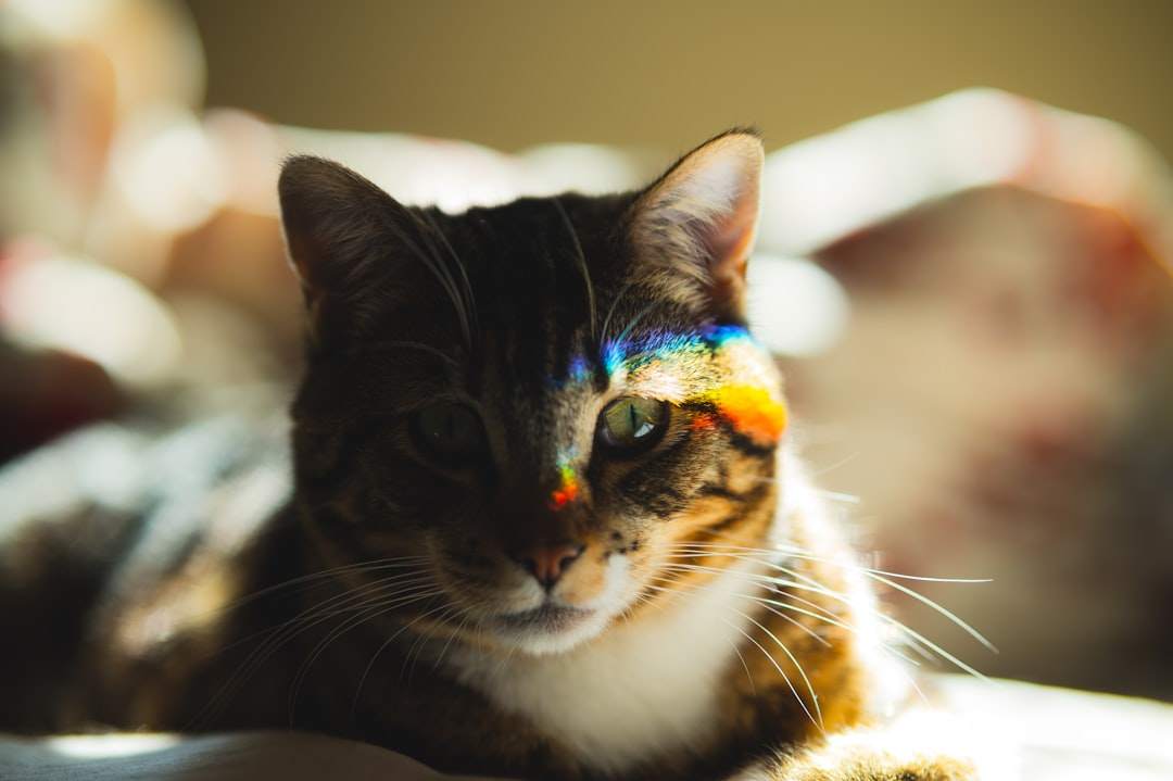 A quirky and colorful image of a cat wearing sunglasses and a bow tie, looking cool and ready to start the day with a laugh.