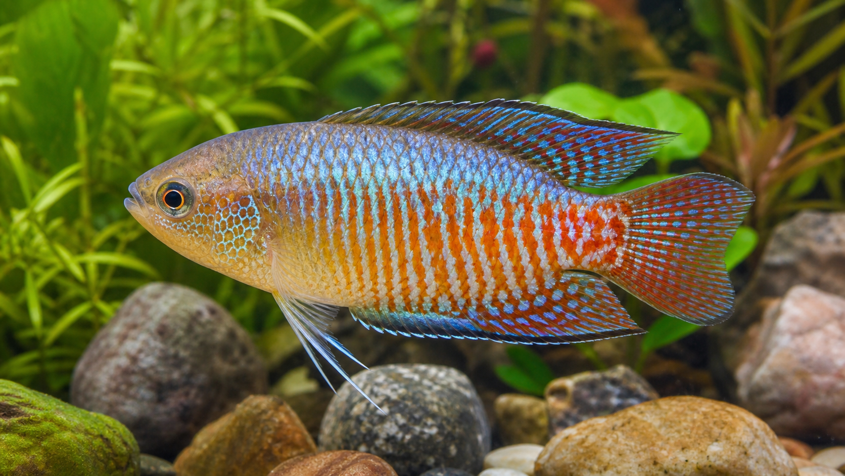 Fish Identifier AI Tool example created for Dreamina