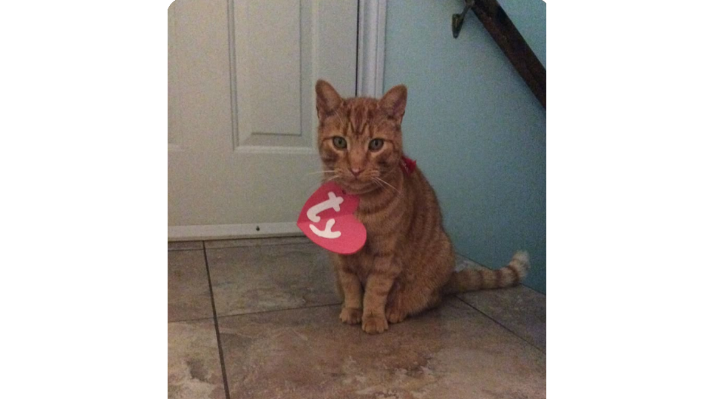 Cats in Halloween costumes holding candy buckets