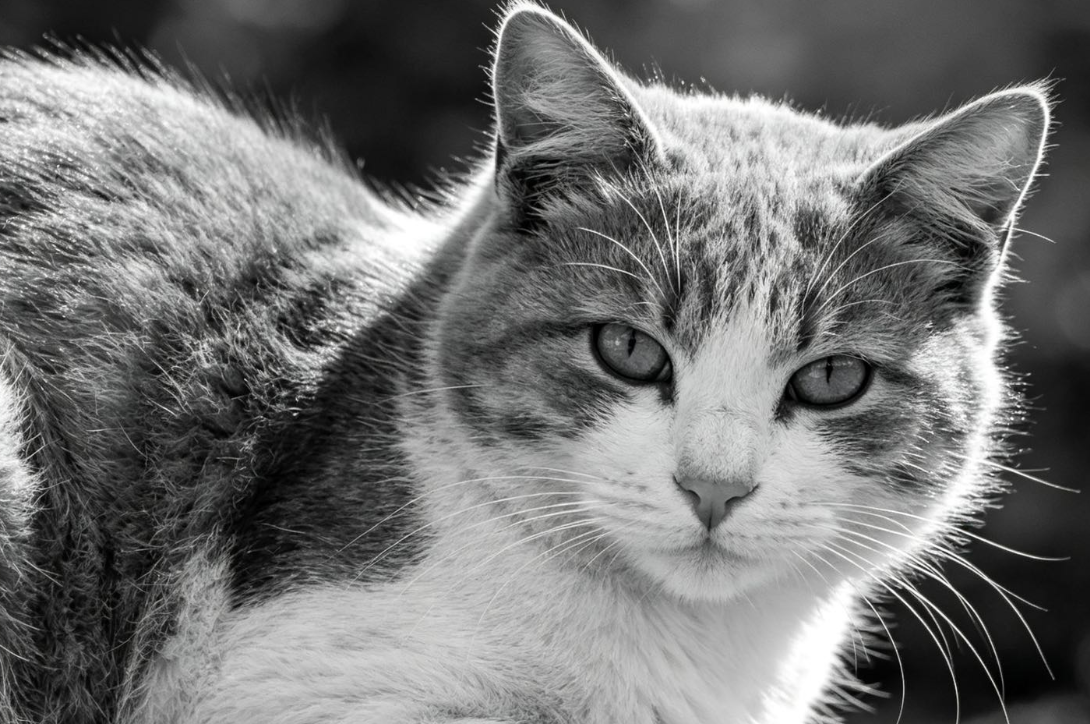 Black and white filter animal