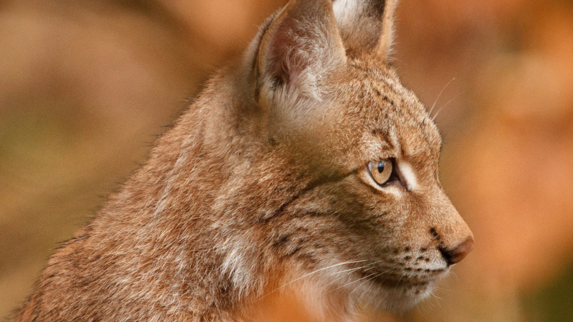 Suggestions for creating the best AI furry art