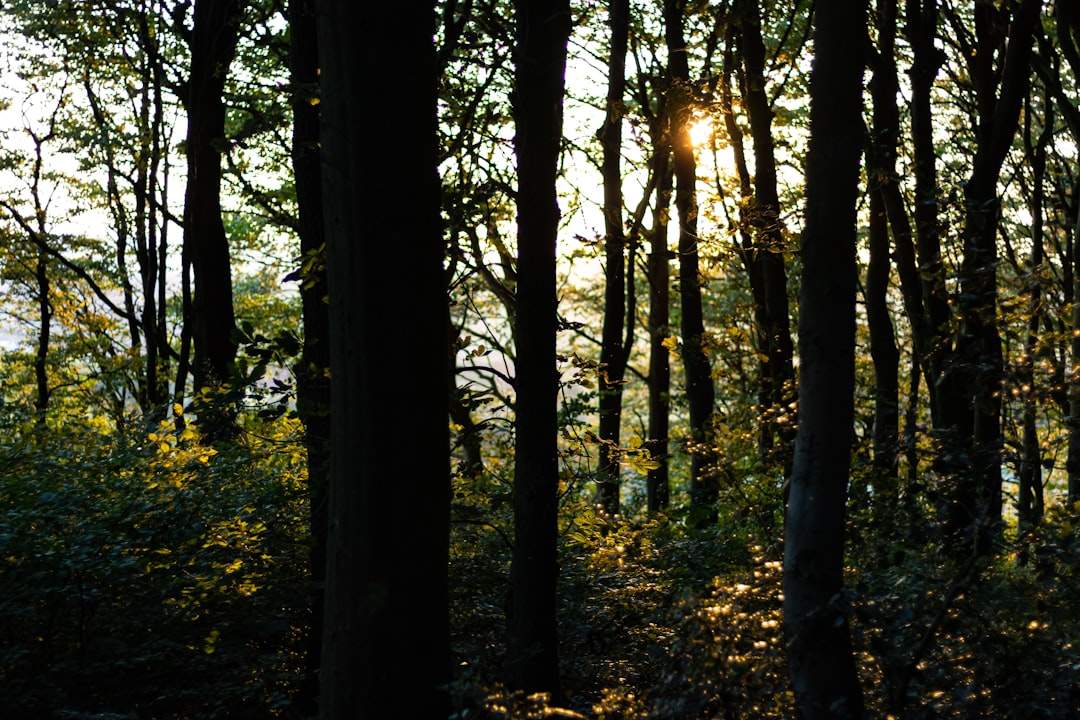 Un paesaggio mozzafiato di una foresta lussureggiante con la luce del sole che scorre attraverso gli alberi.