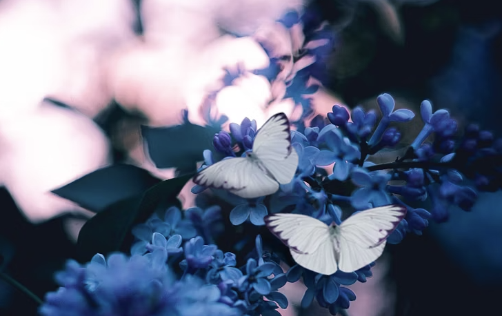 A vibrant butterfly with intricately patterned wings rests on a bright pink flower, its proboscis extended. The background is a soft, out-of-focus green, highlighting the butterfly and flower as the main subjects.