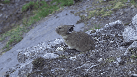 Two still photographs interrupt the pika video before the earlier moving shot returns.