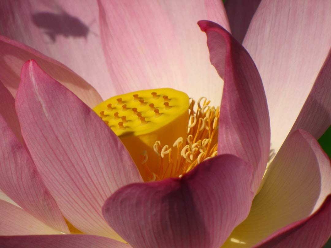 Un primo piano di un fiore di loto in fiore, che simboleggia la purezza e l'illuminazione.