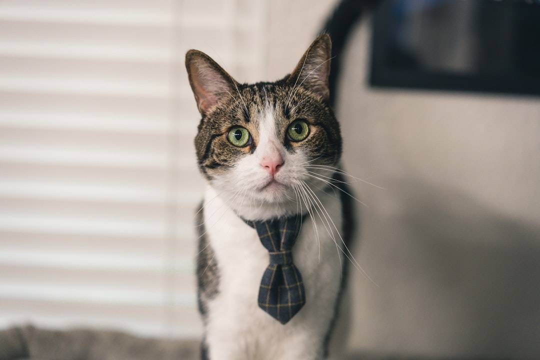 ネクタイをした猫が机に座り、疲れているように見えますが、決意を持っています。キャプションバブルには「もう金曜日ですか?」と書かれています。