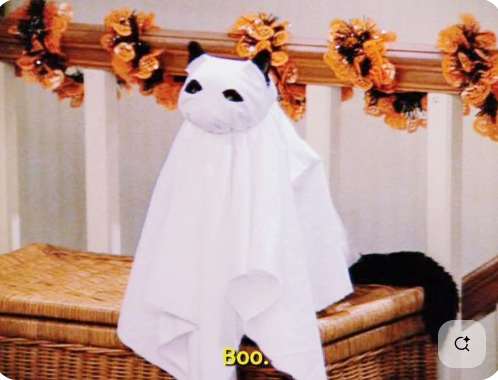 Cat covered with a white sheet like a ghost