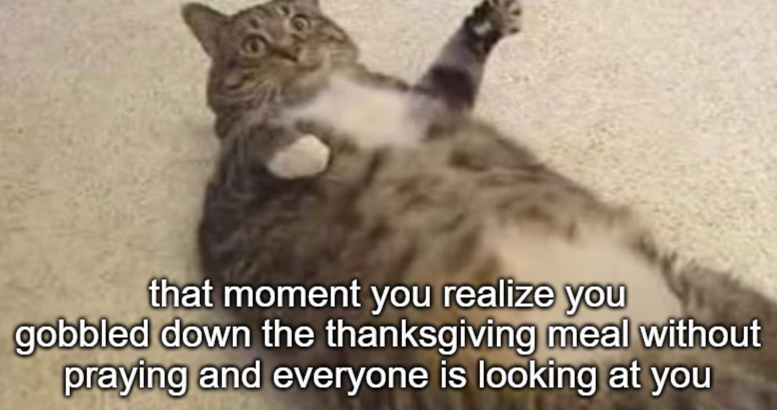 ميم قطة متدحرجة