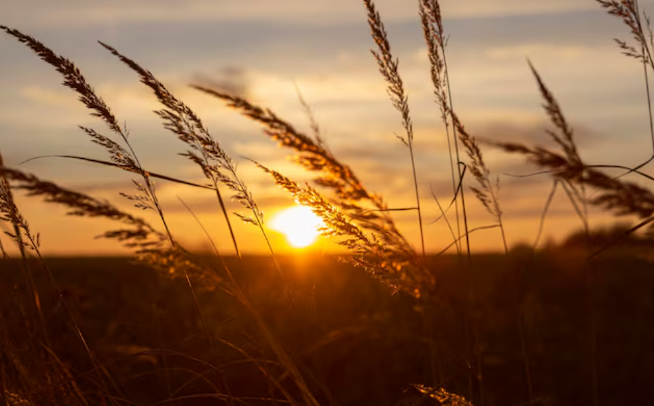 Ideas for beautiful golden hour photography-Sun flare & lens magic
