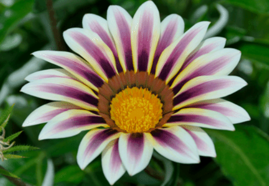 Rotational symmetry