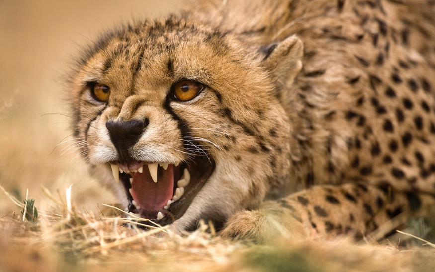 การถ่ายภาพสัตว์ป่า