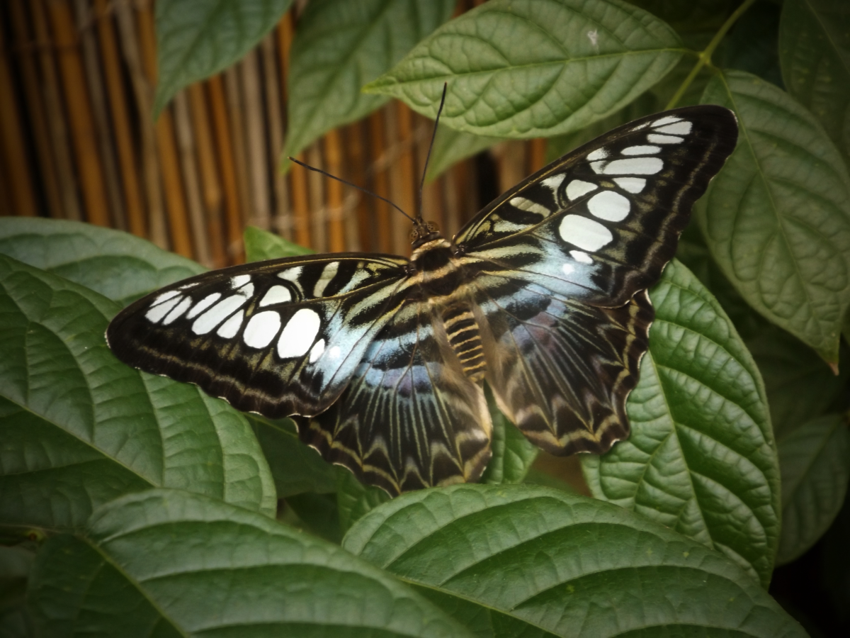 Nature and insect wings