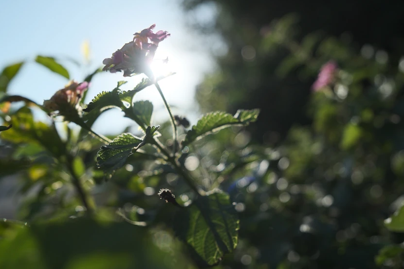 Backlit flowers showing veins and textures