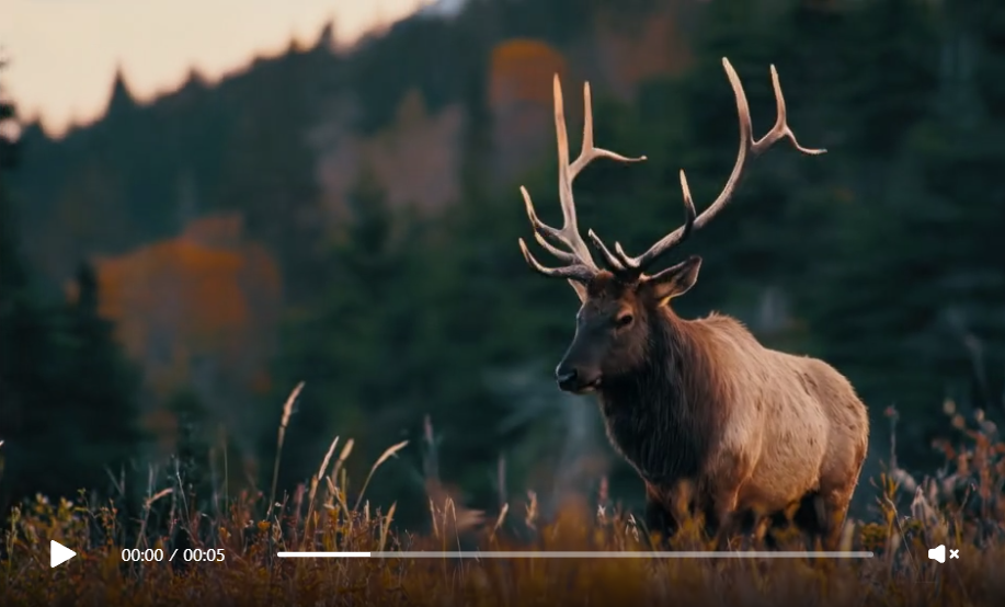 Wildlife videos