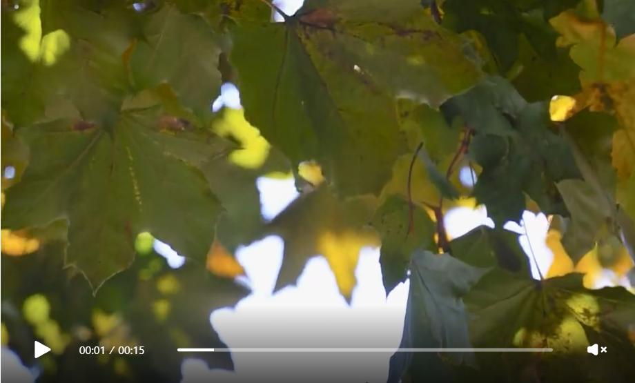 Seasonal change videos