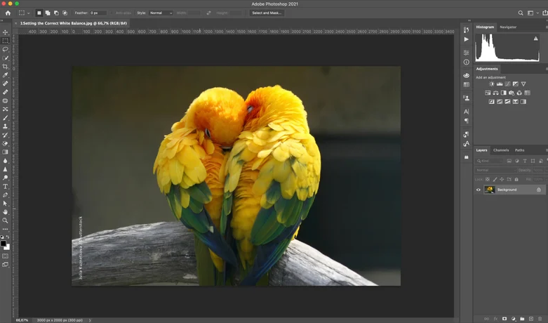 Adobe Photoshop