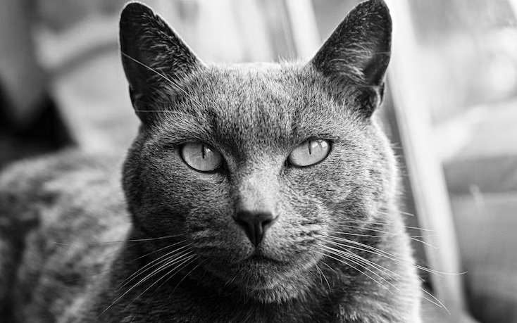 High-contrast black and white