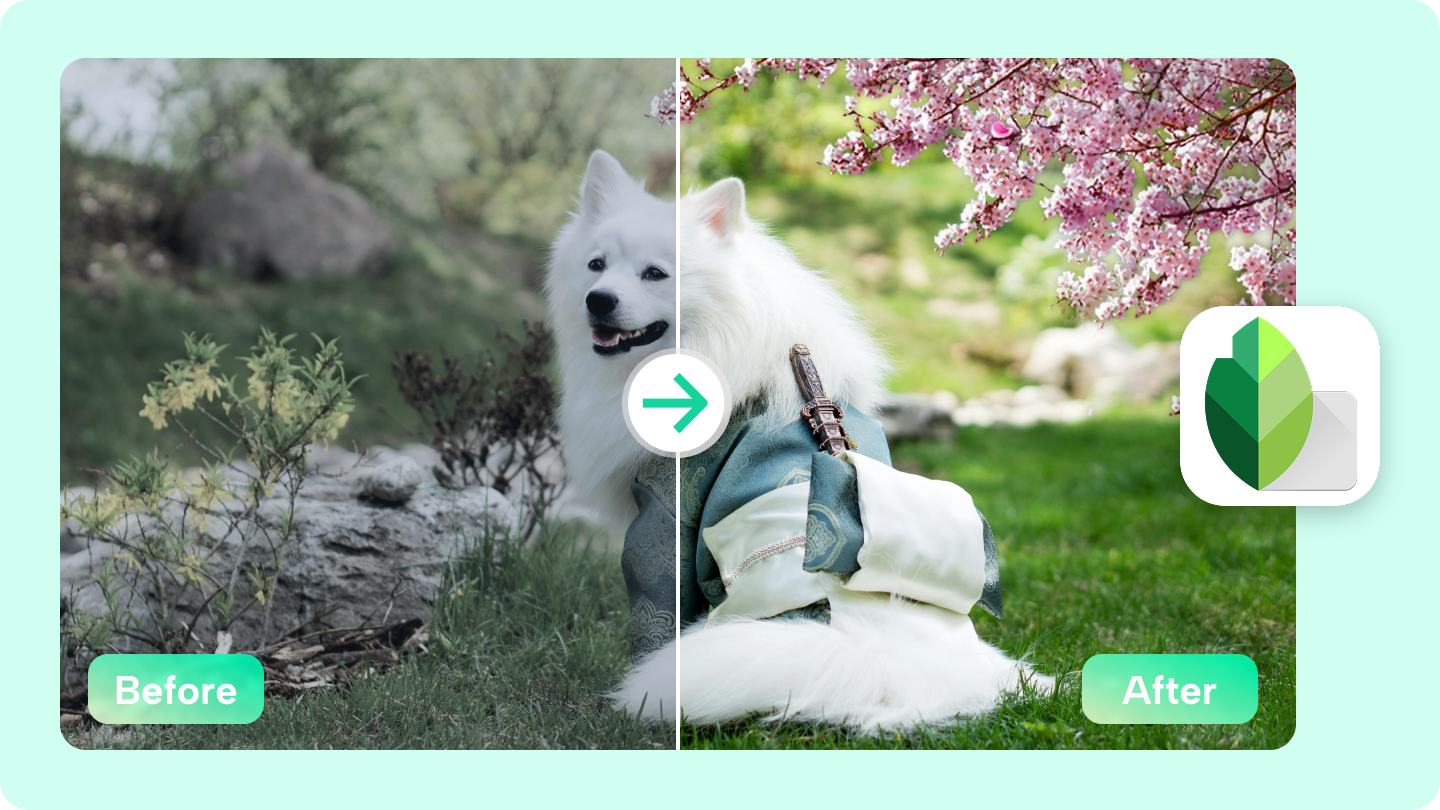 snapseed photo editing app