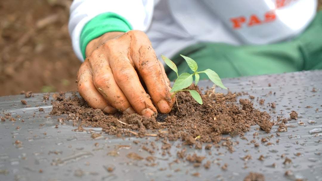 A person wearing gloves carefully planting a small green seedling in rich soil.