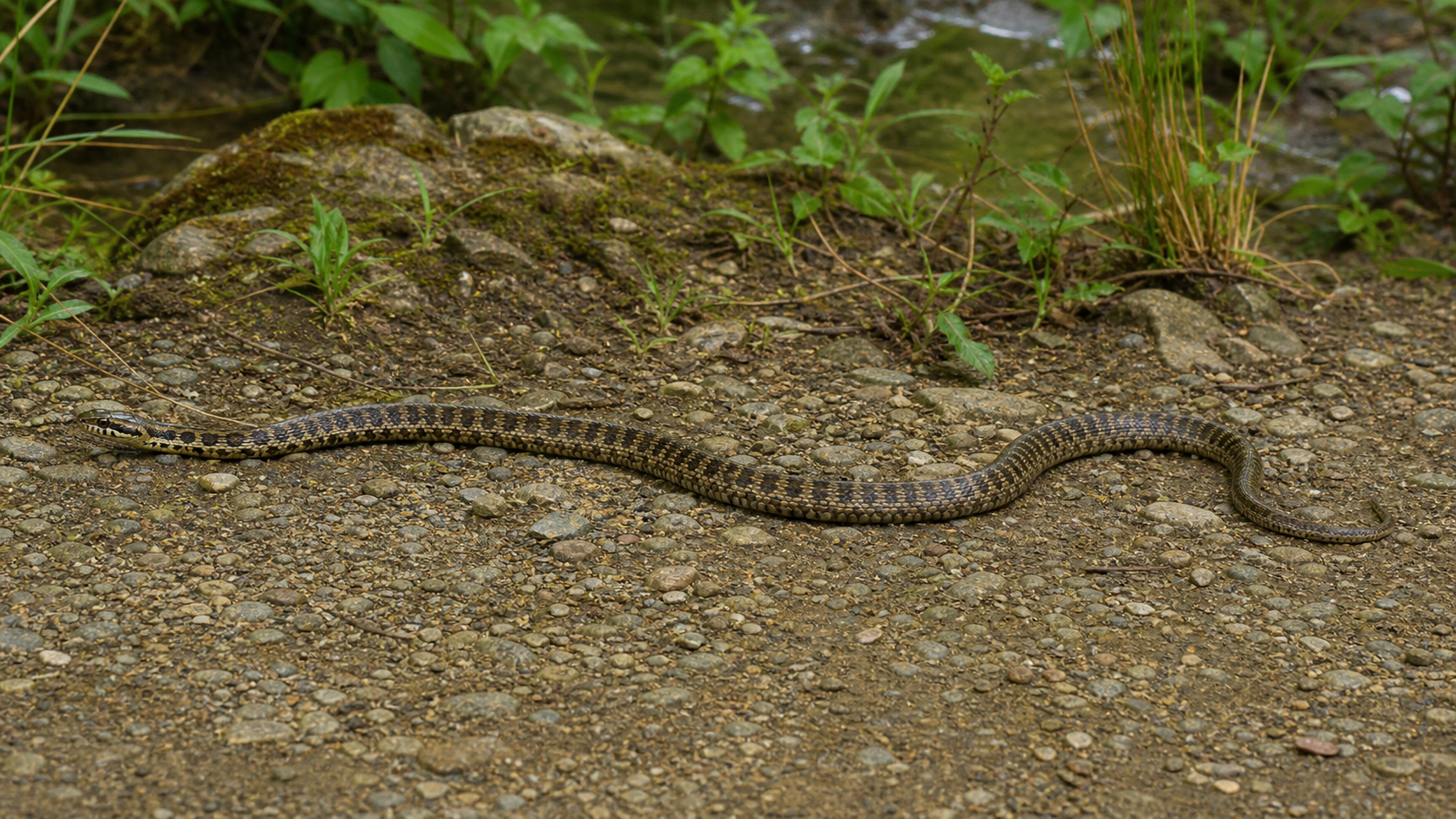 Snake Identifier AI Tool example created for Dreamina