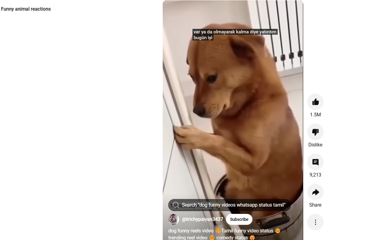 Забавные короткометражки на YouTube с забавными реакциями животных