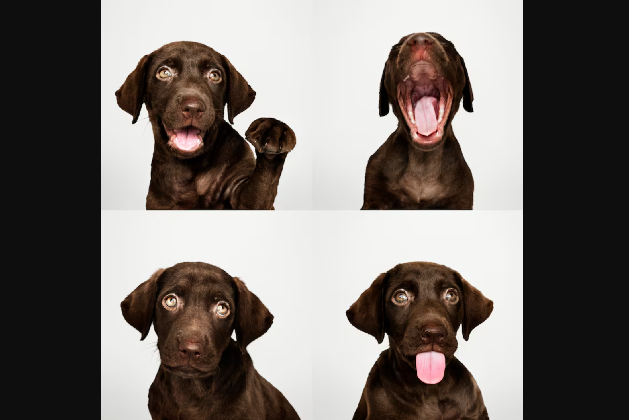 Top funny images for a Facebook profile: Pet expressions