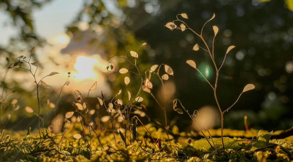 Nature photography with sunlight bokeh